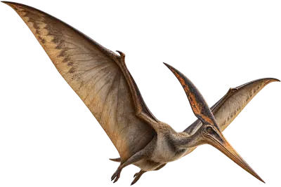 Pteranodon