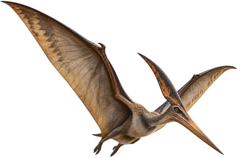 Pteranodon