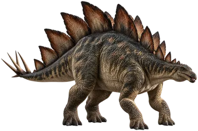 Stegosaurus